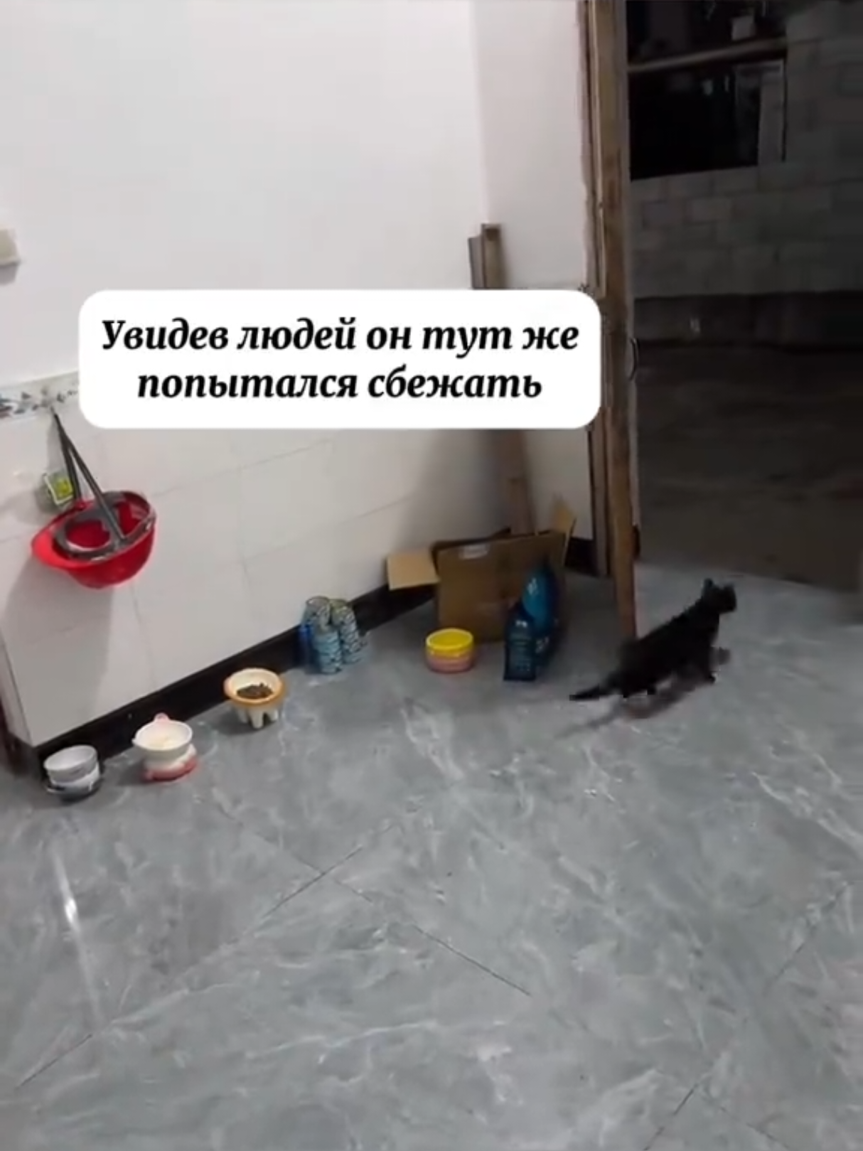 @RescueAnimals Nir