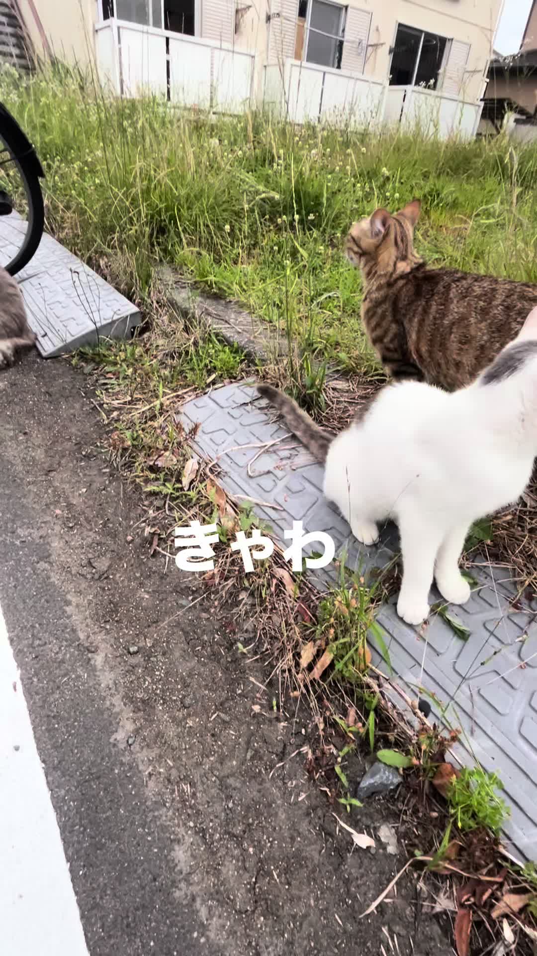@さもエド