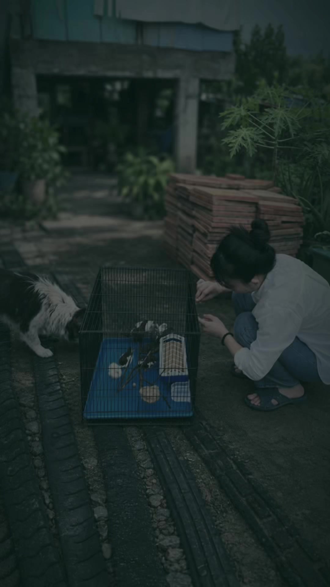 @Diên Diên