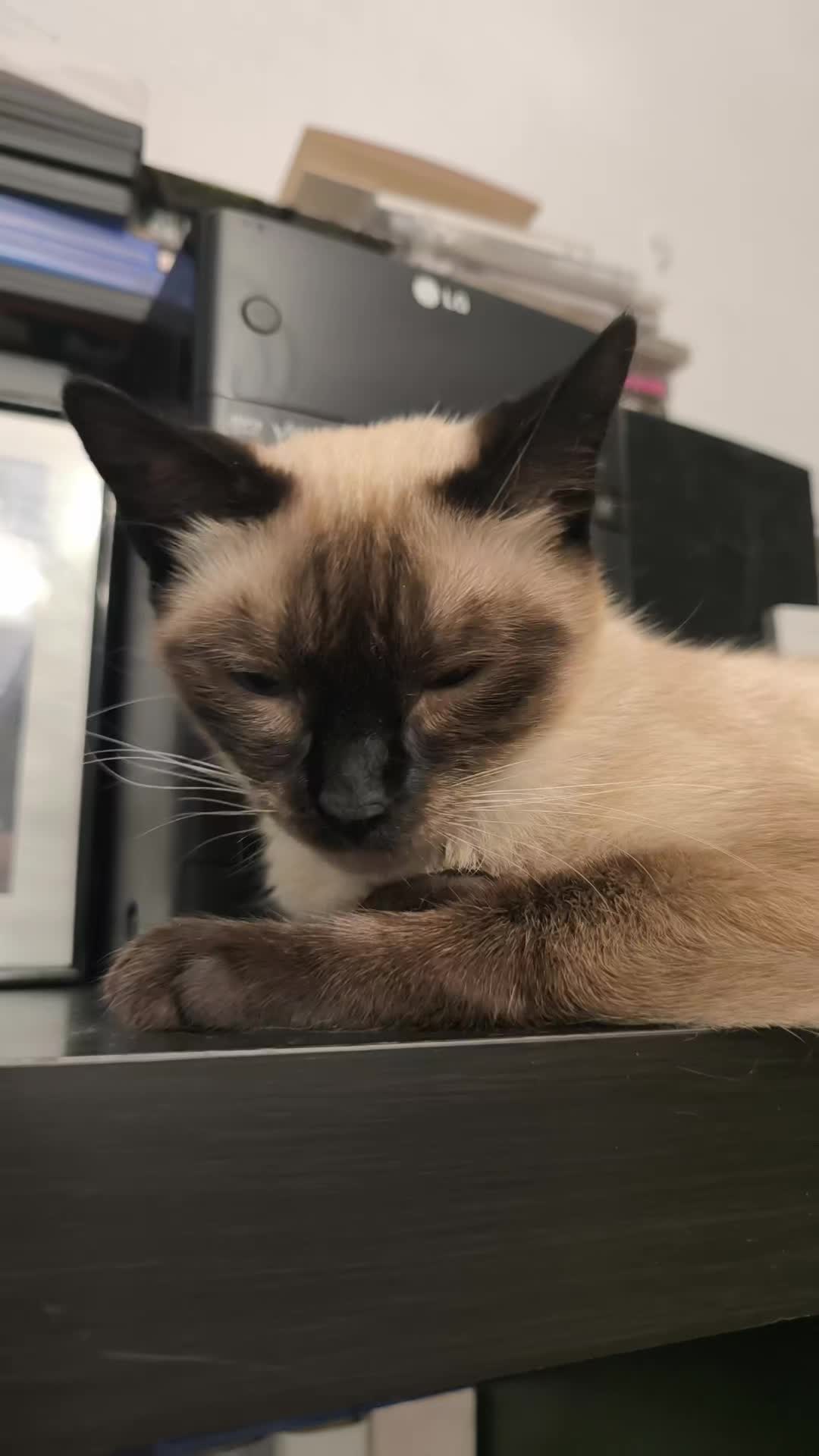 @La loca de los gatos