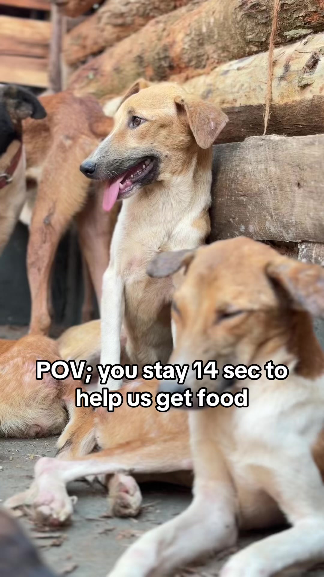 @furry_care_haven