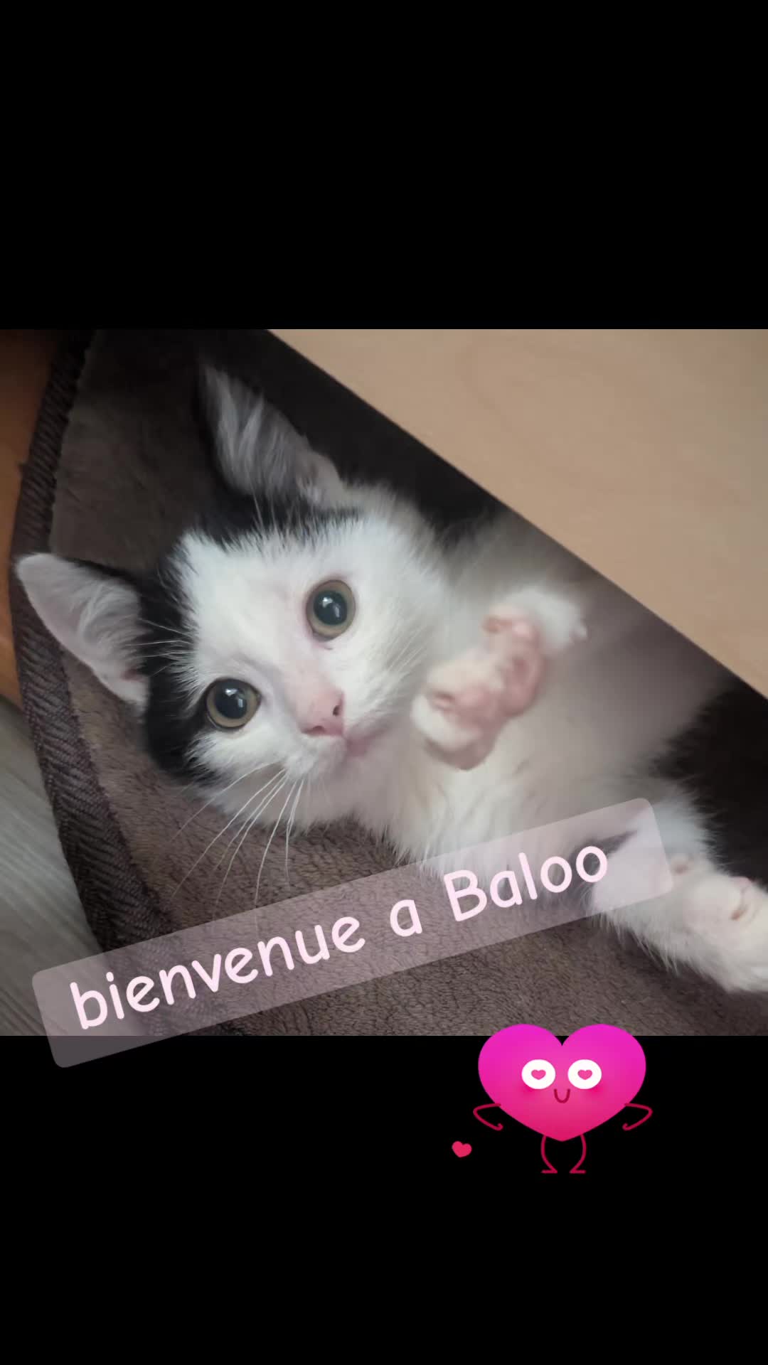 @Cynthia Benedetti