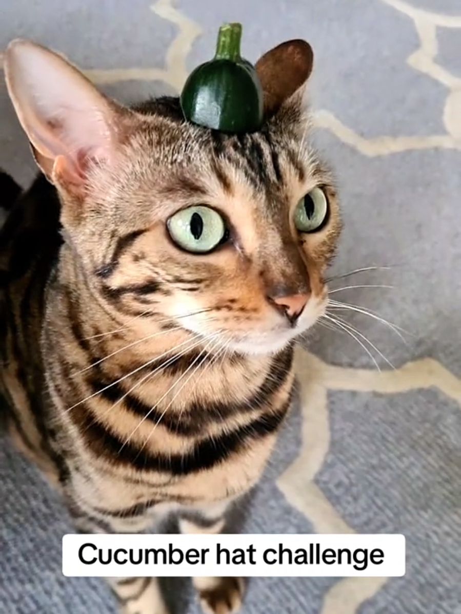 @Paris the Bengal cat