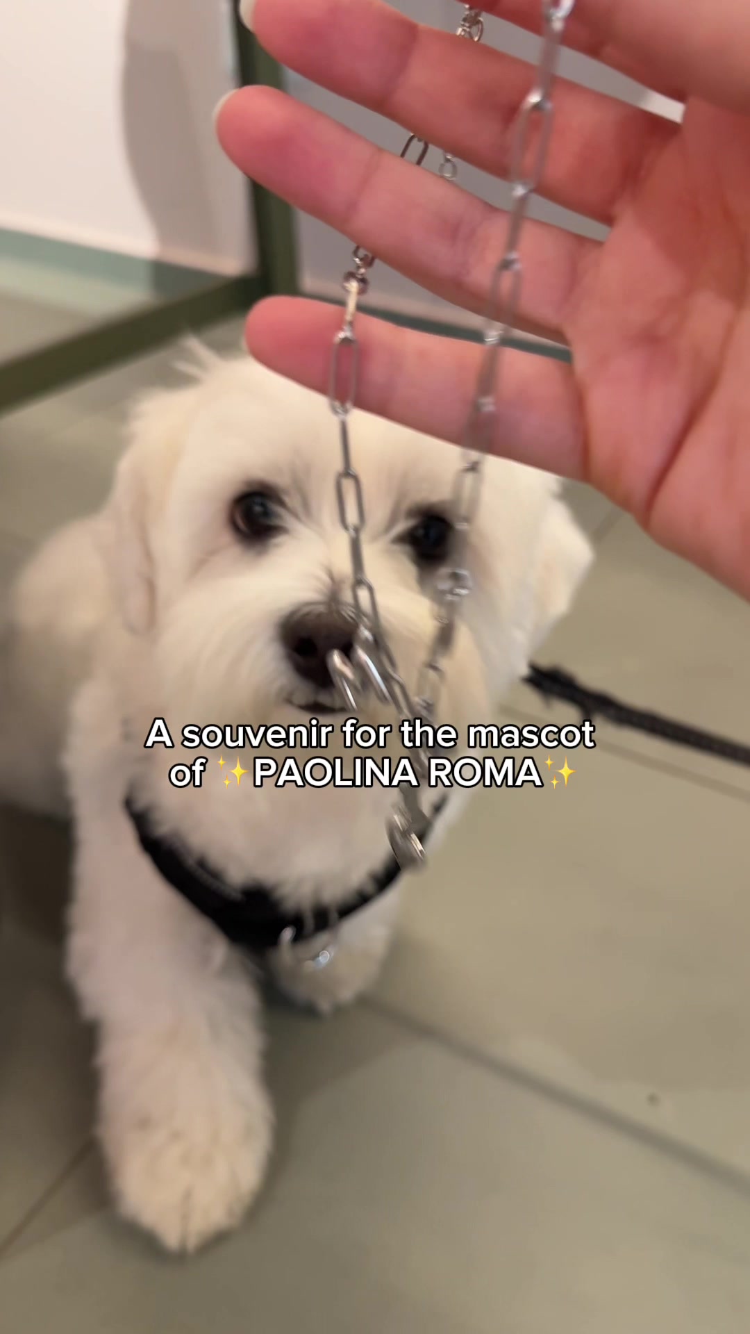 @paolinaroma