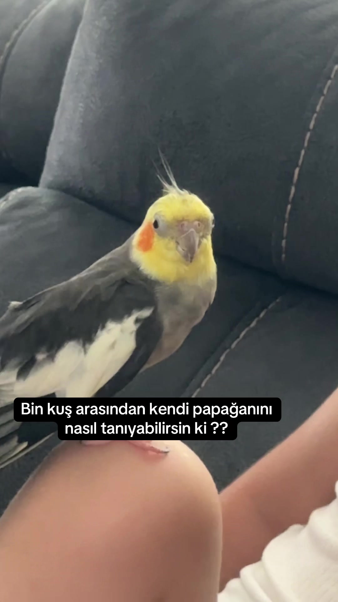 @Svg.K.E