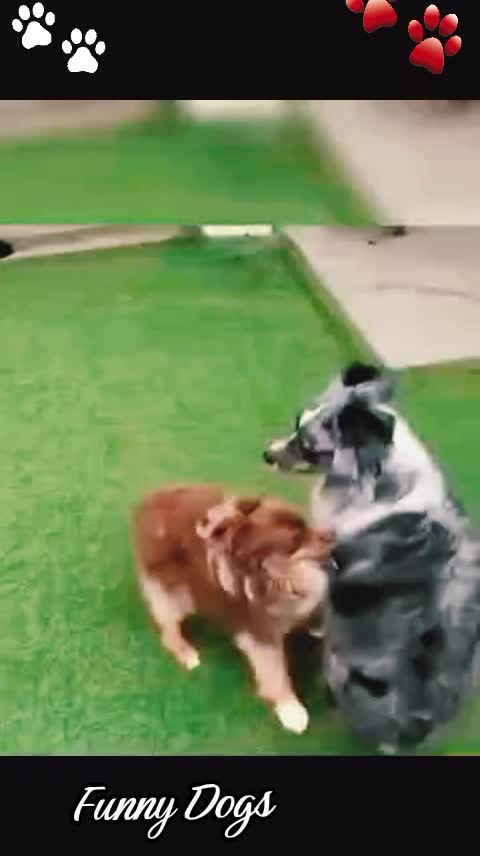 @Gulp 🇦🇹Team Chihuahua ❤