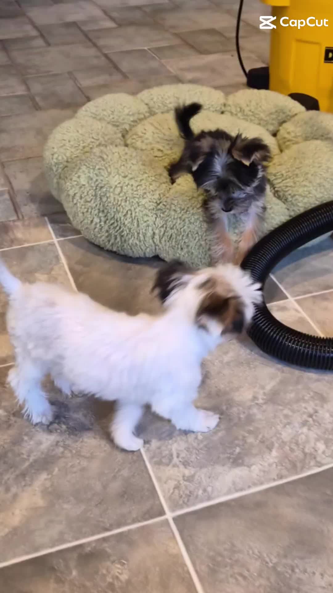 @Barb's Precious Pups