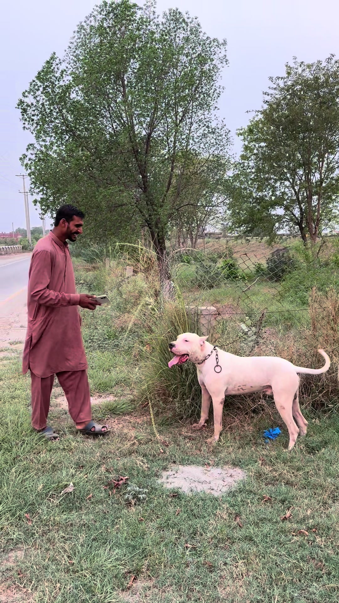 @LIGER the DOGO ARGENTINO