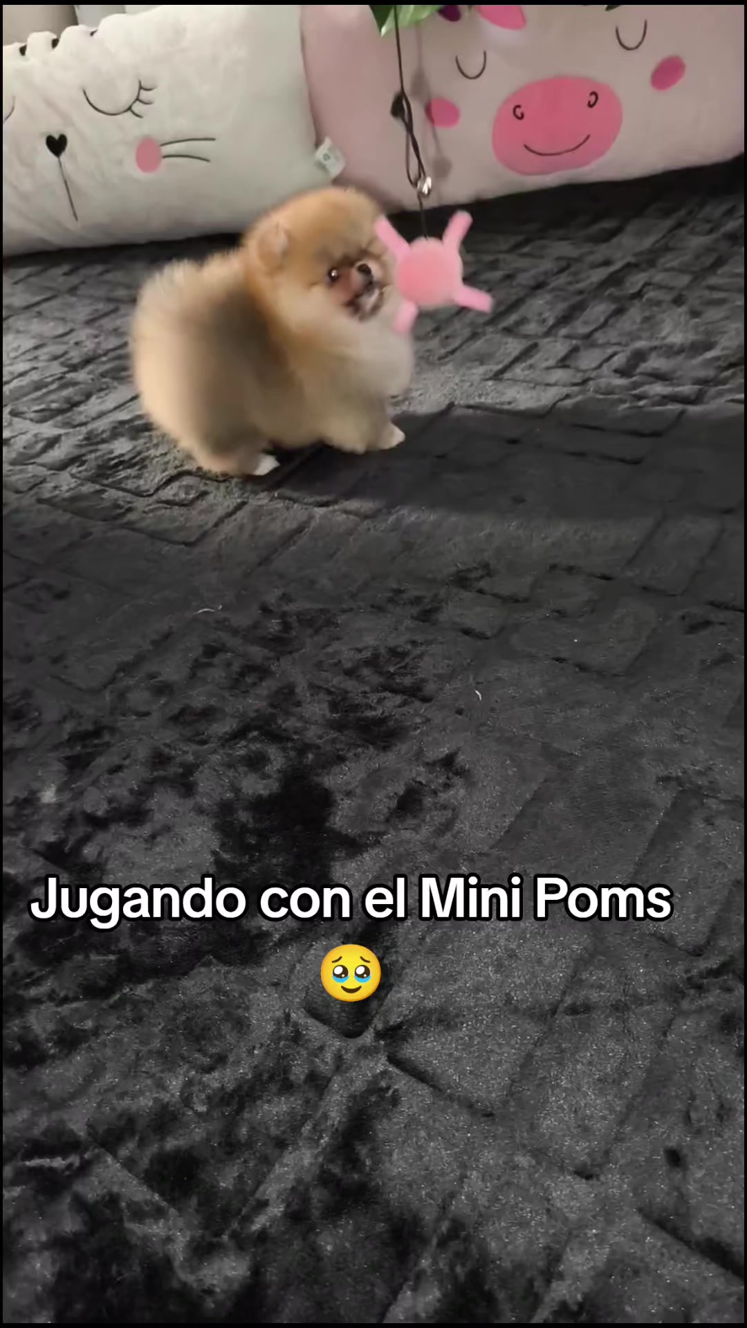 @Pomerania chile