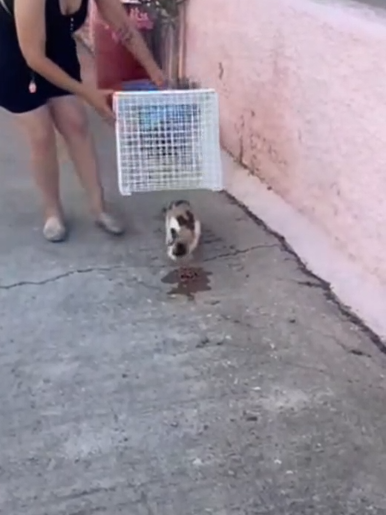@Greek Animal Rescue