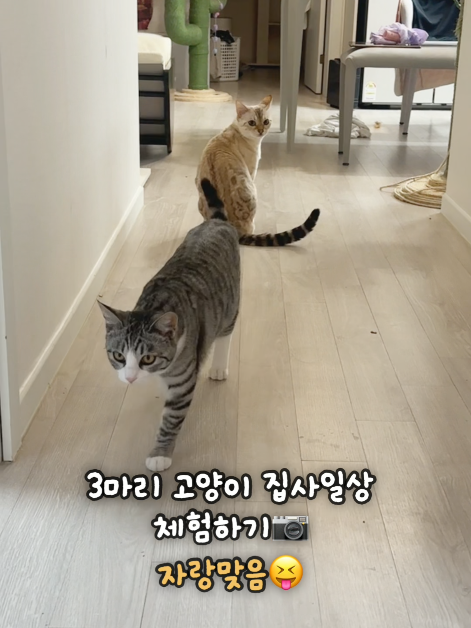 @투머치냥즈