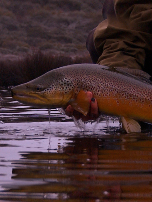 @Fishing TV