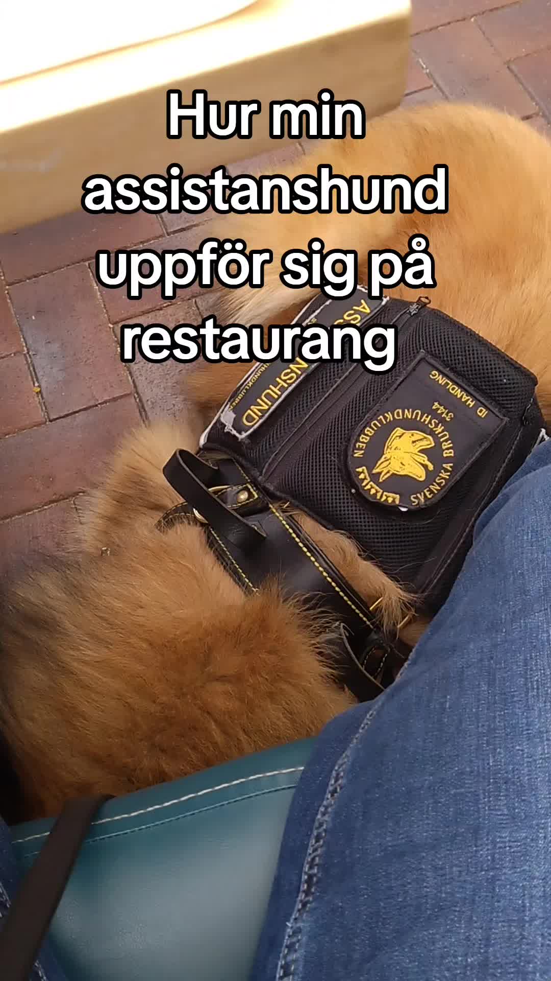 @Fenix-Tervueren AssistanceDog