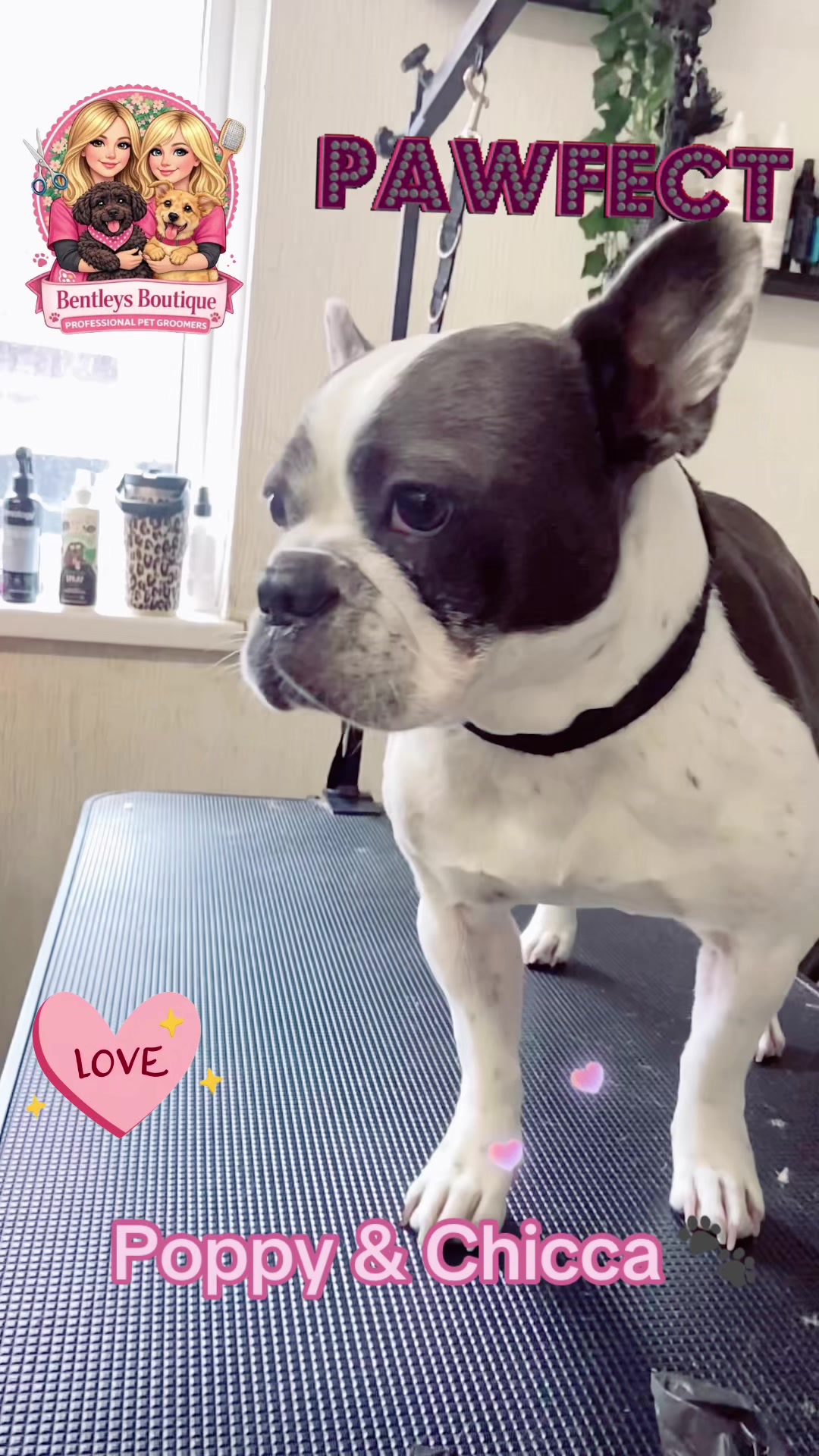 @Bentleys Boutique Pet Groomers