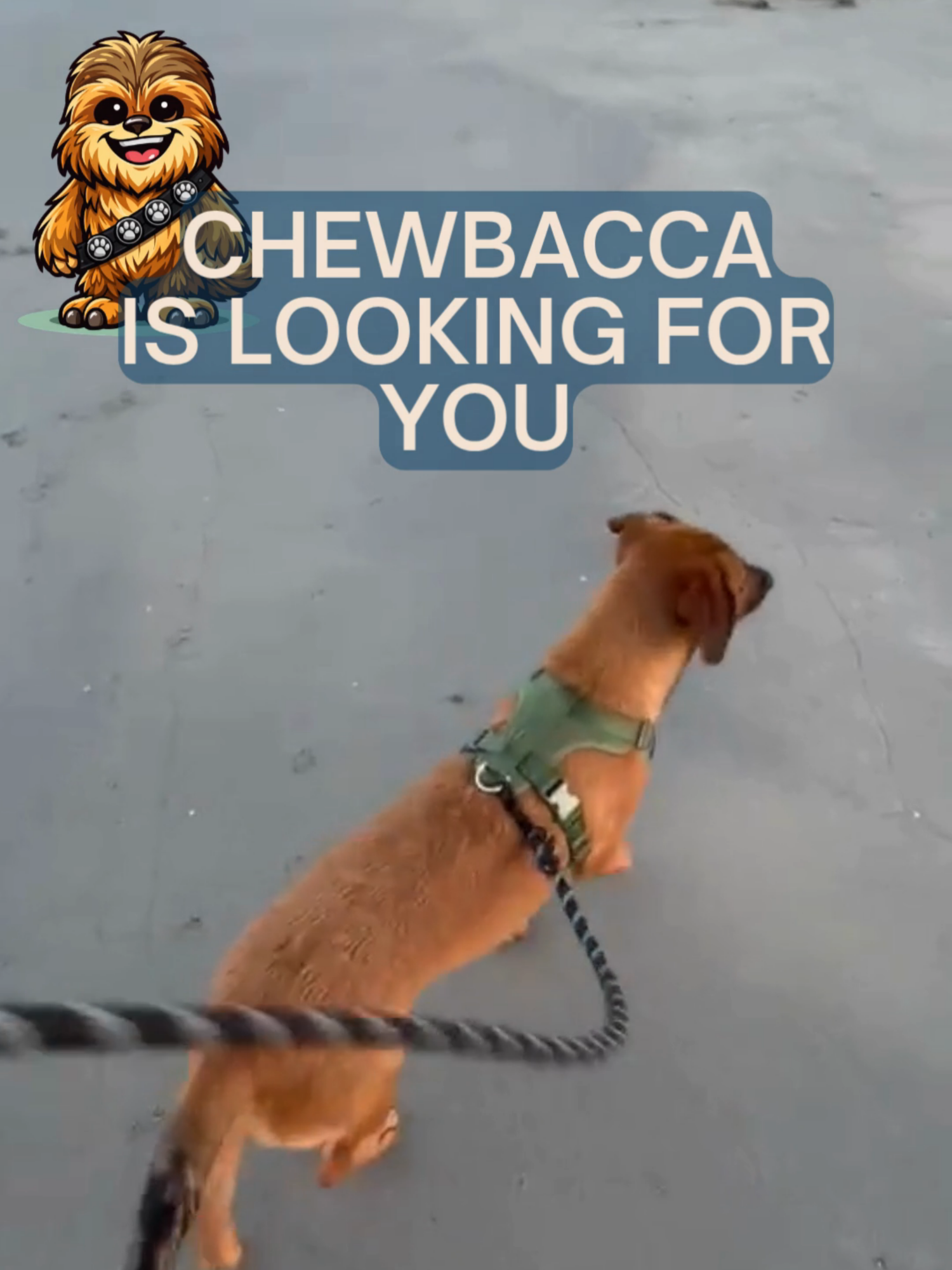 @A Dogs New Life