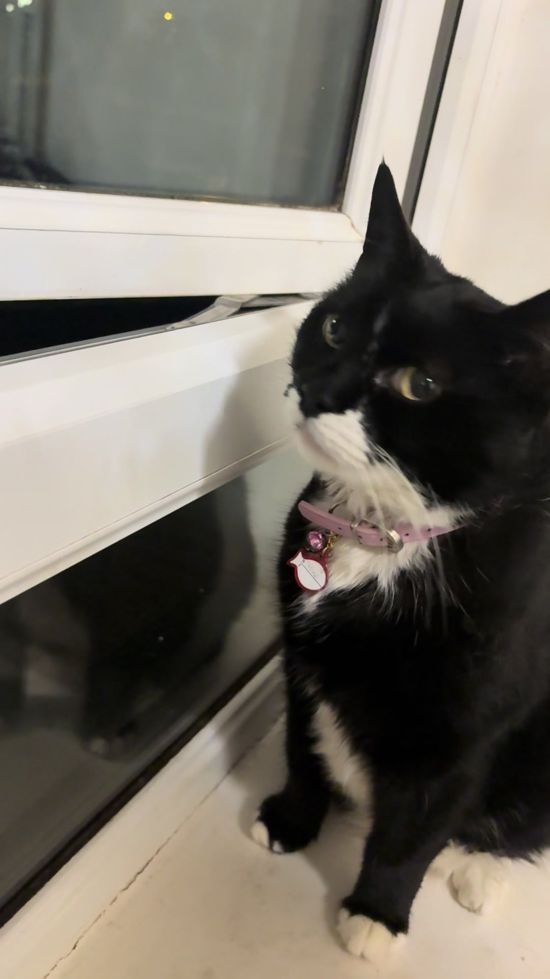 @Mowji the cat