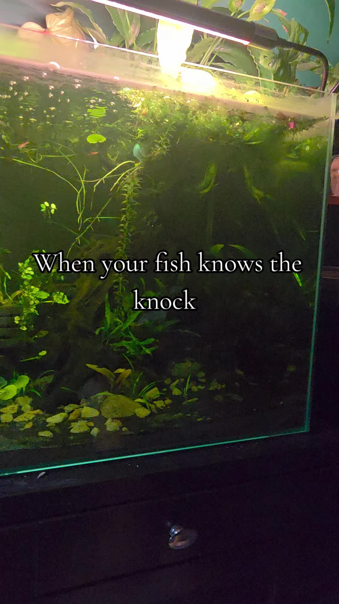 @ella aquatics