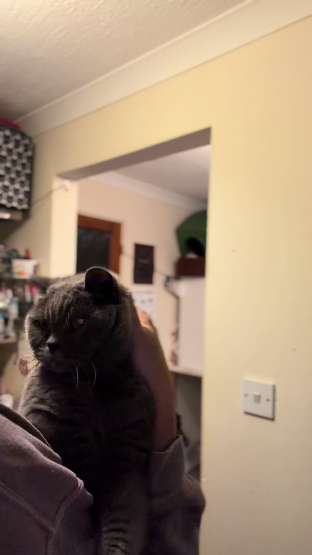 @Herongate Village Cattery