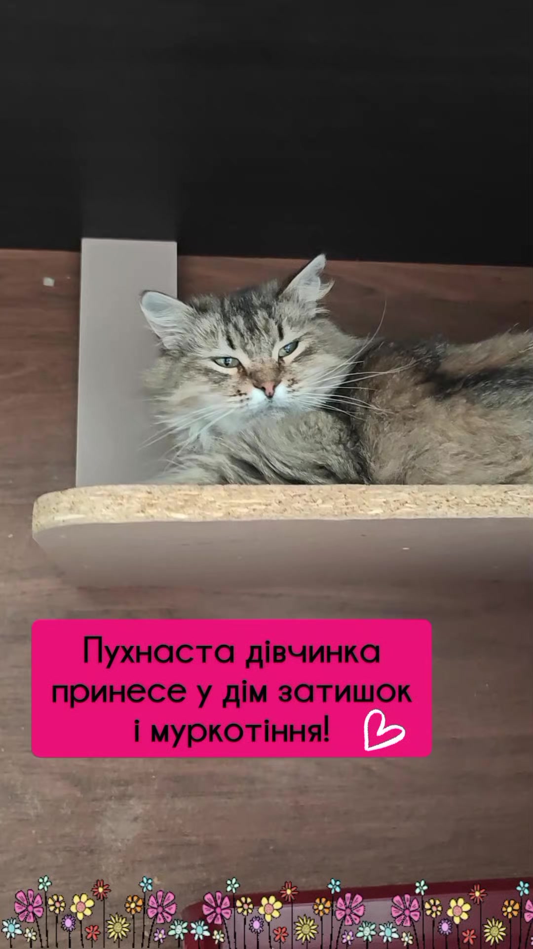 @КотоДім Cat House