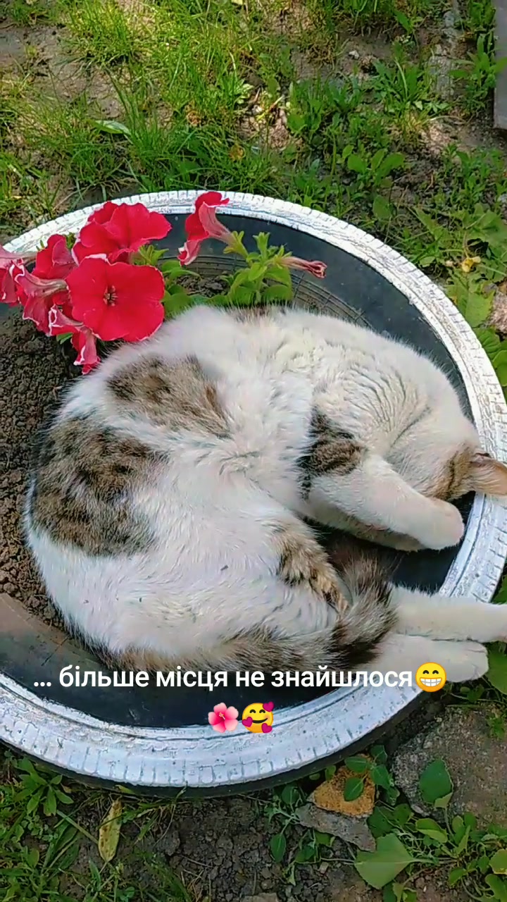 @꧁༺🍃 🌸Оля🌸🍃༻꧂