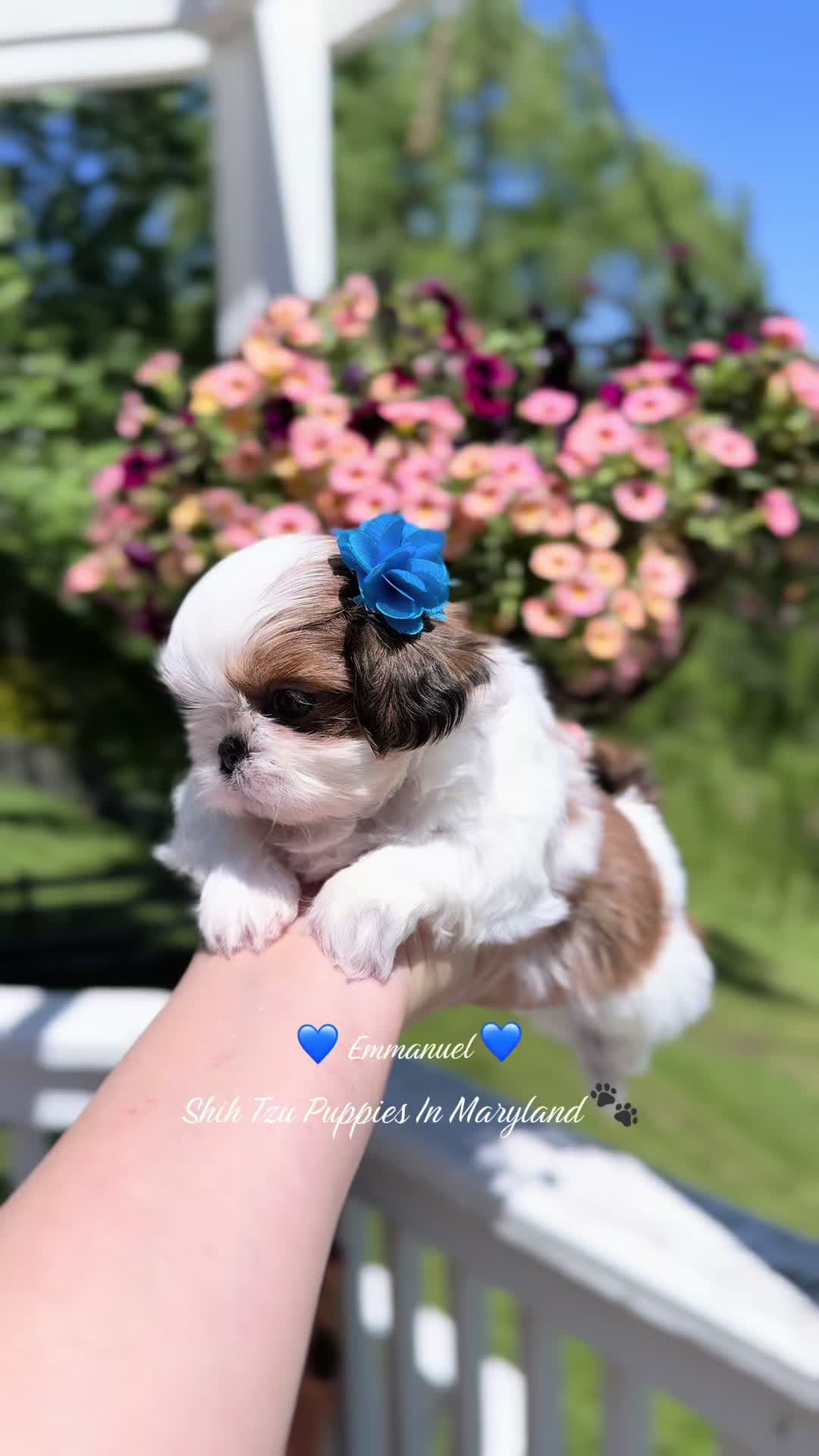 @Shih Tzu Puppies in Maryland
