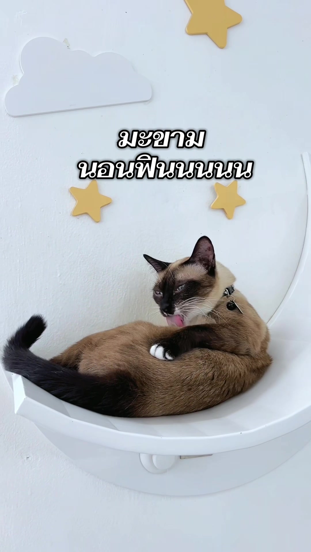 @คาเฟ่แมวโมริ Mori cat cafe'