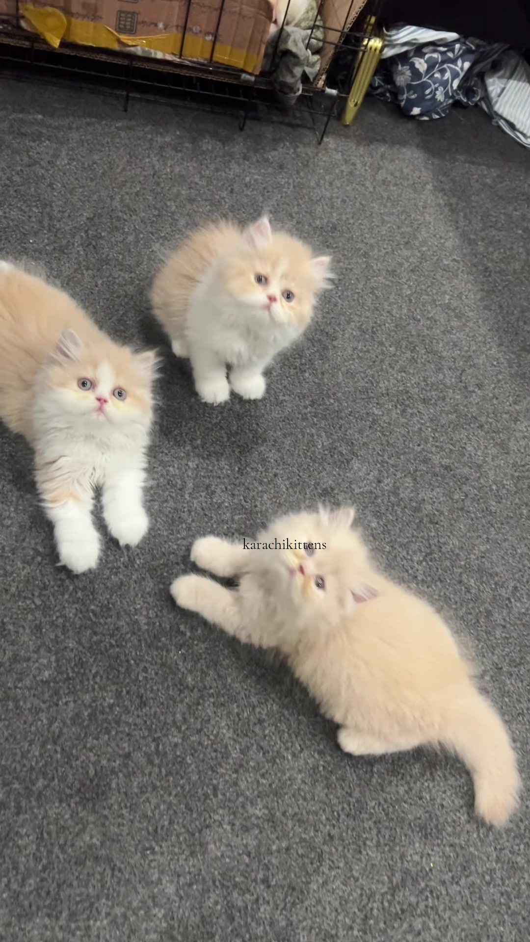 @karachikittens