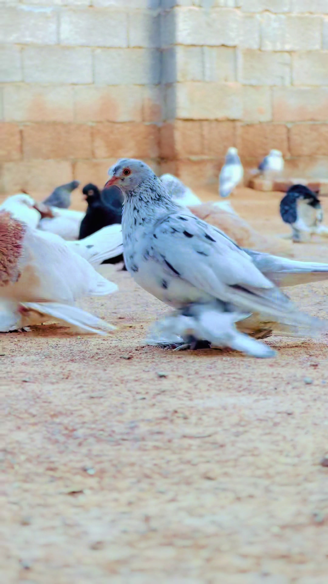 @﮼عزو،السليني🕊️🫀