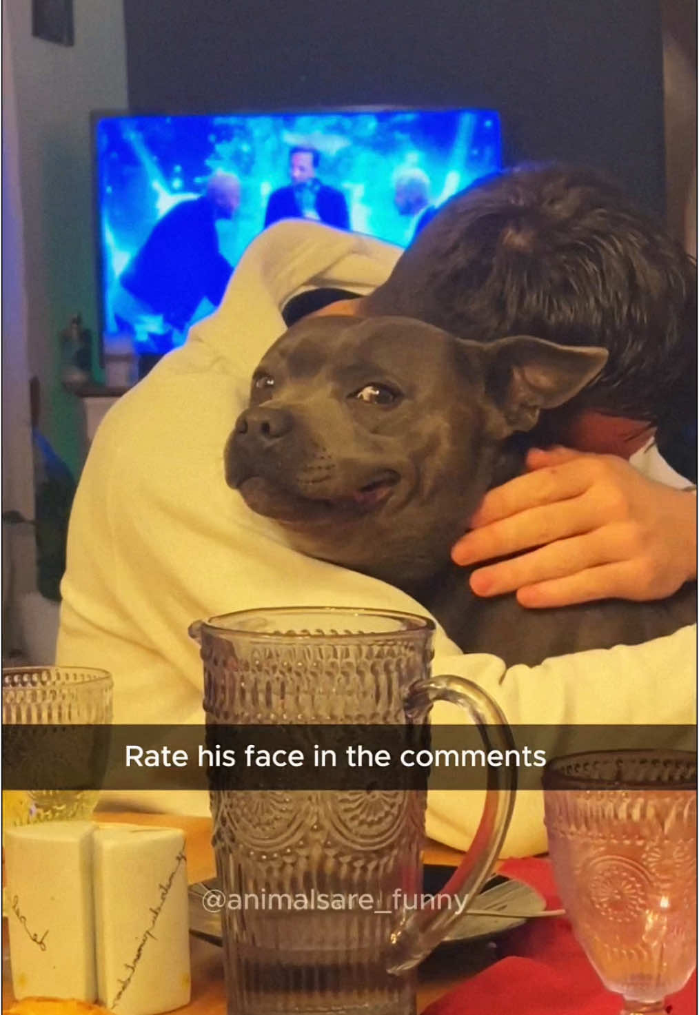 @Funny animals 😹🐶🇺🇸