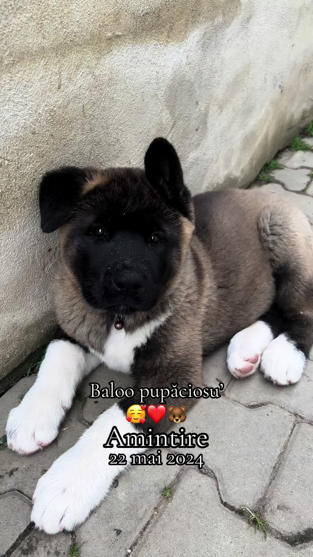 @Elena Roxana Haneș