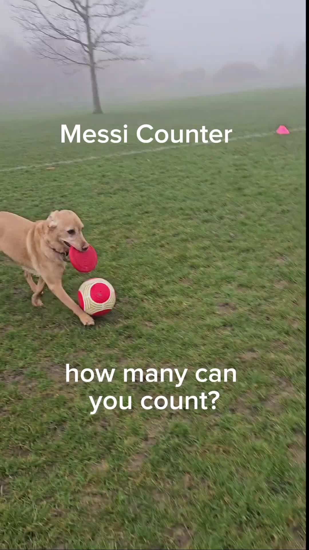 @MessiPaws