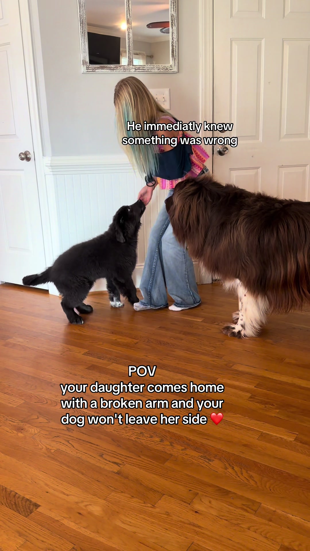 @Chewy The Newfoundland