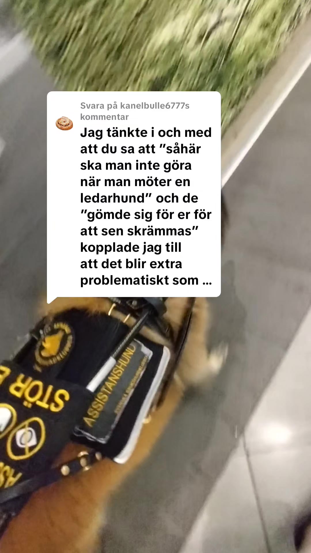 @Fenix-Tervueren AssistanceDog