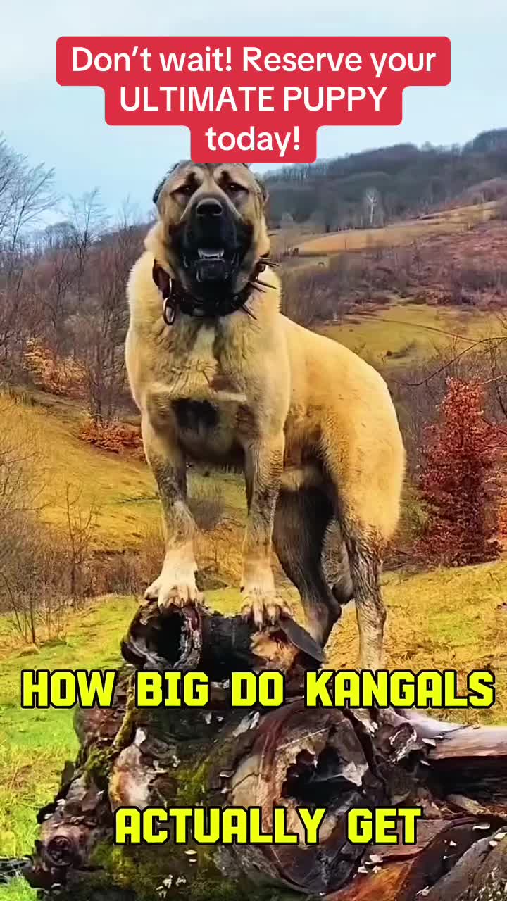 @Ultimate Puppies