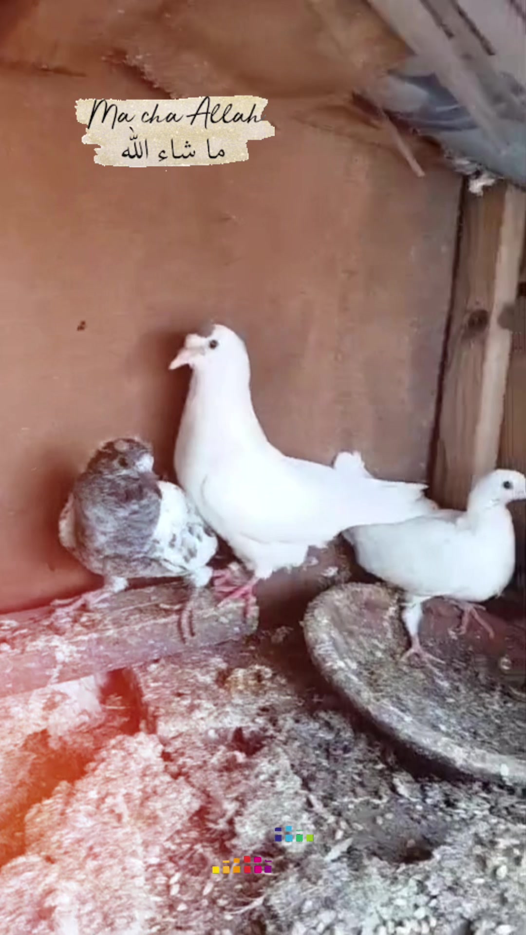 @The Best Pigeons