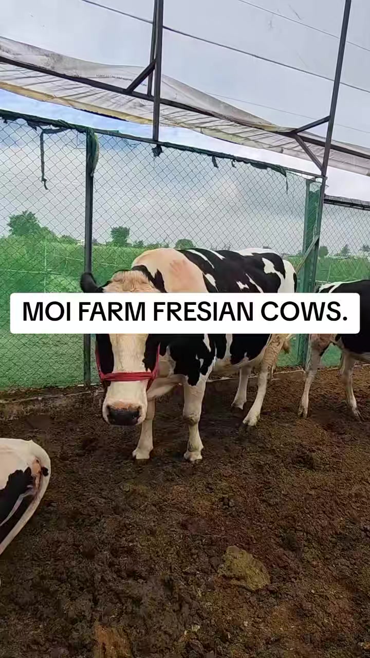 @MOI FARM KABARAK.(sponsered)