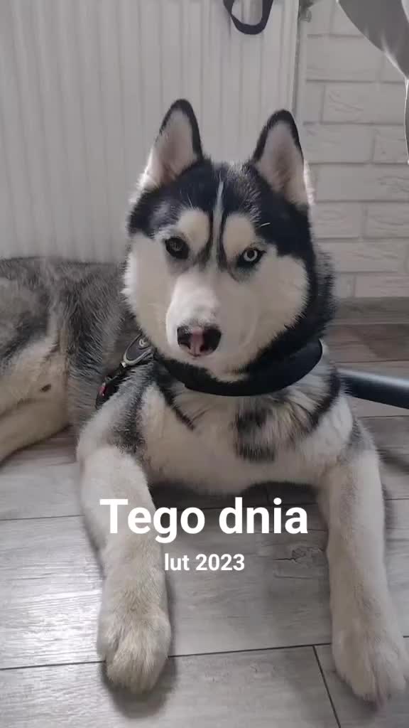 @elo