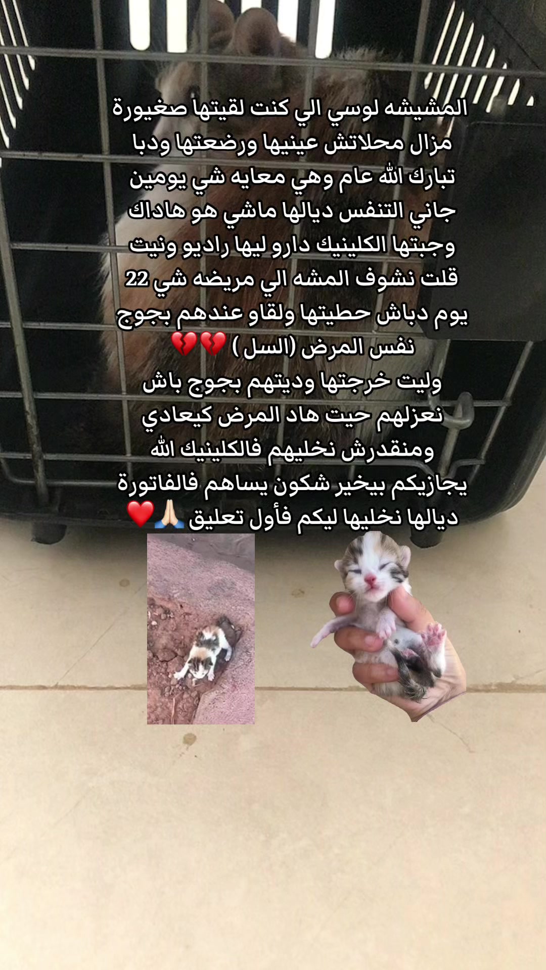@๐๐ฑ Whiskers Rescue