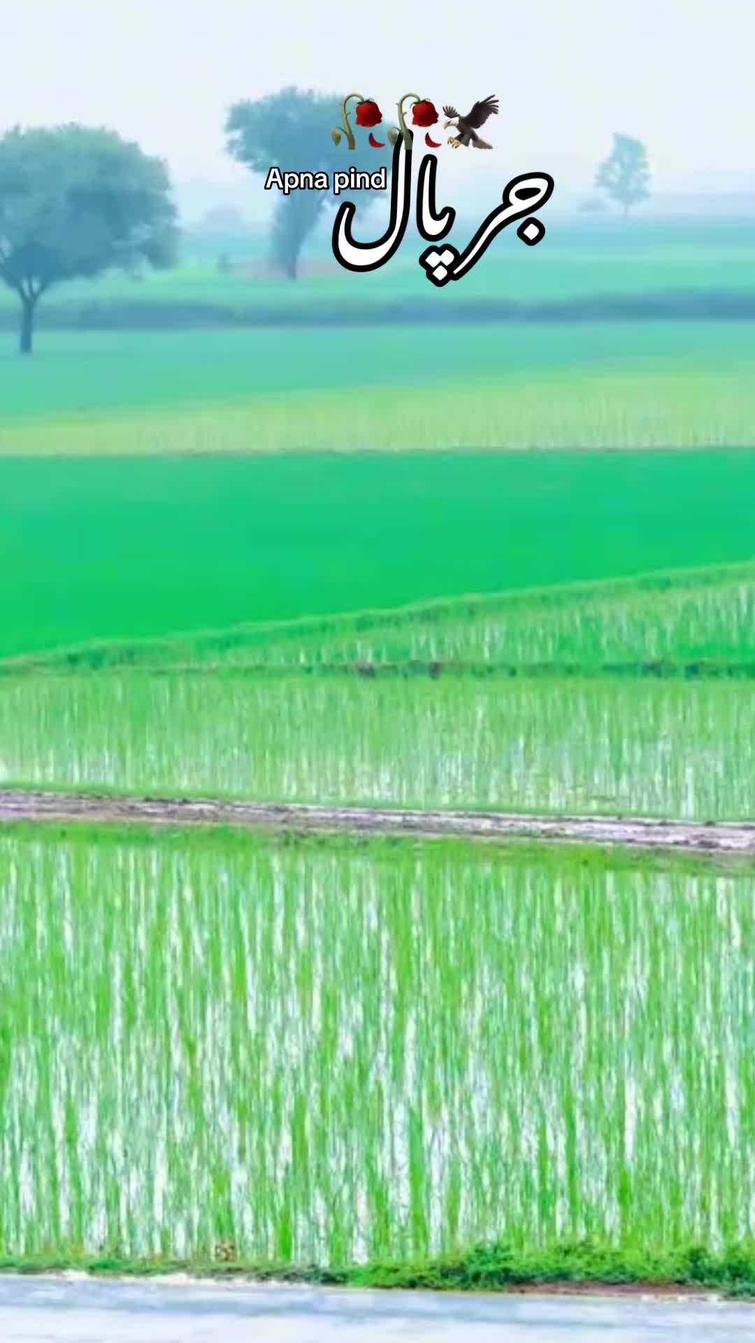 @Apna pind jarpal