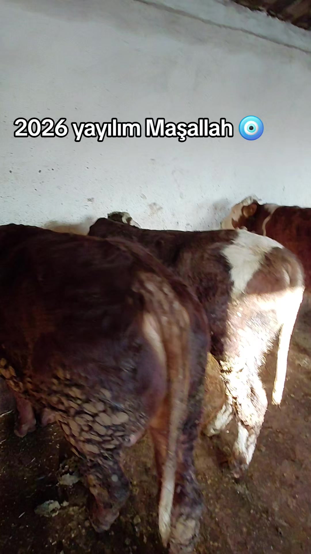 @Gökhan Çoban
