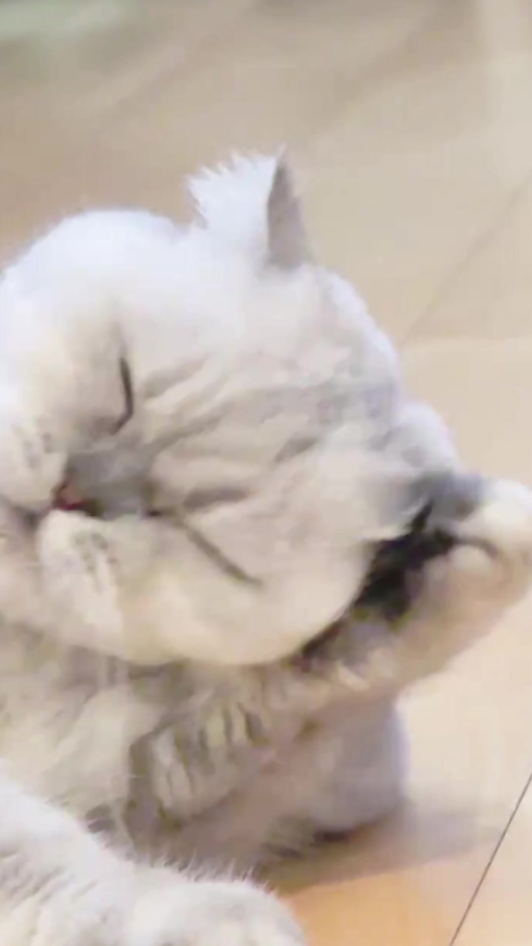 @Cute_kitten