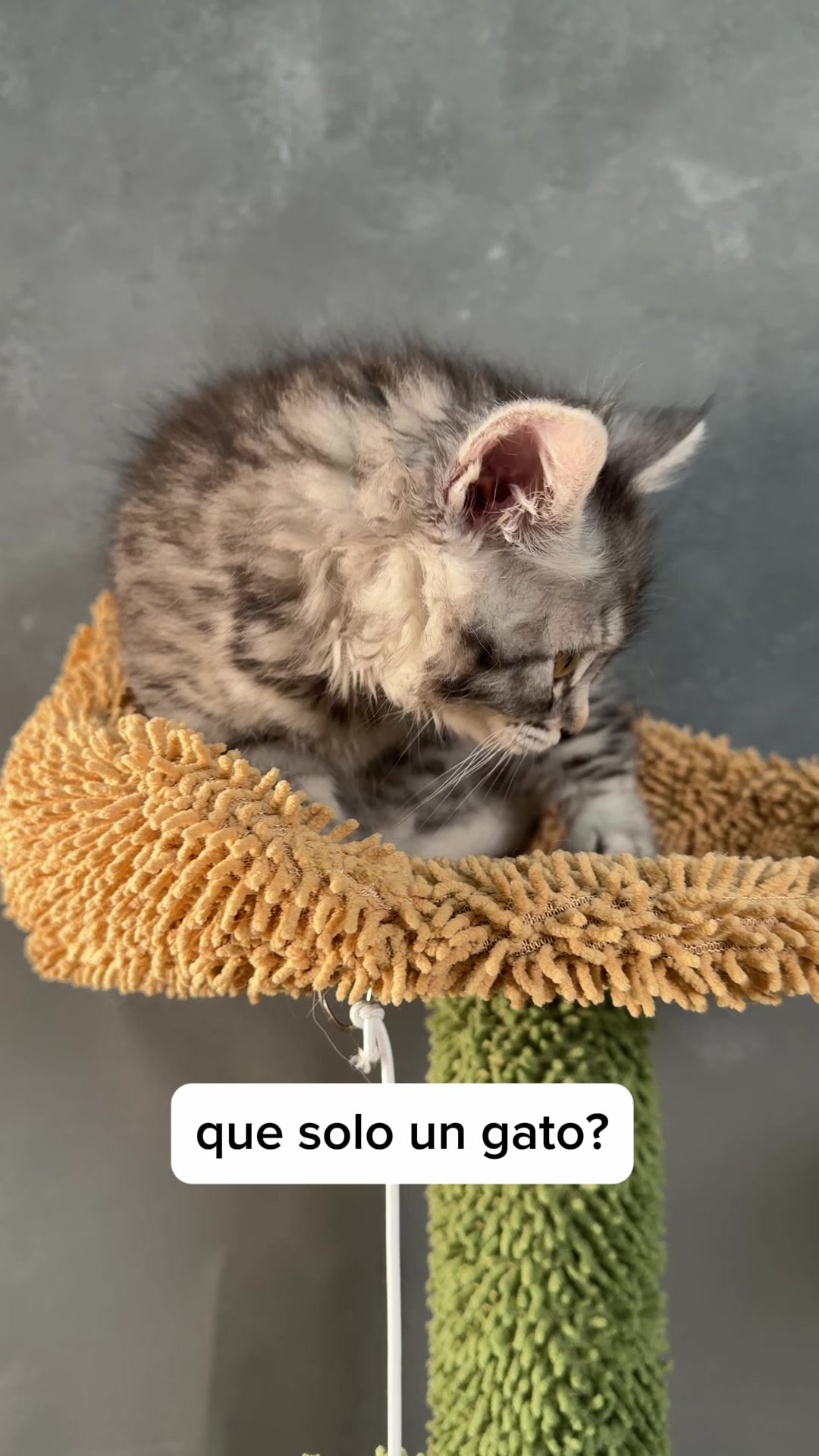 @Bobtopbarcelona