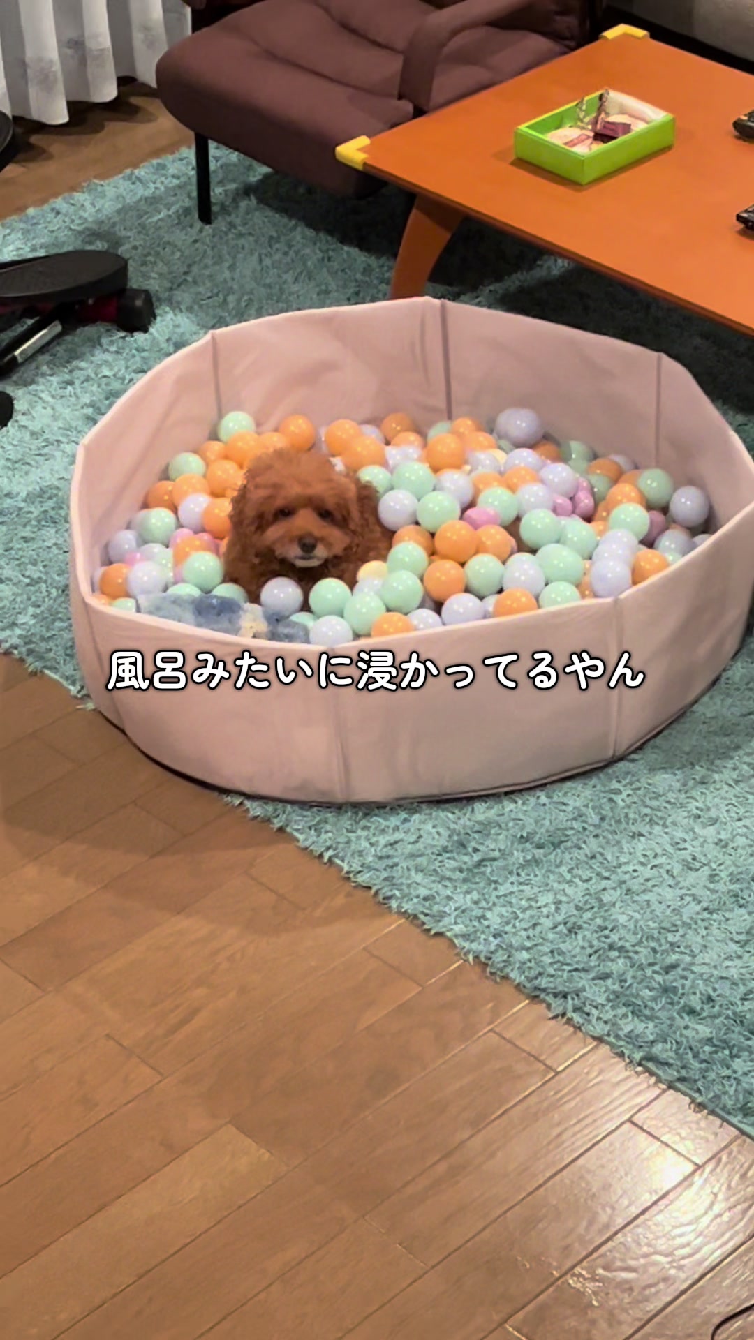 @セレブリティー