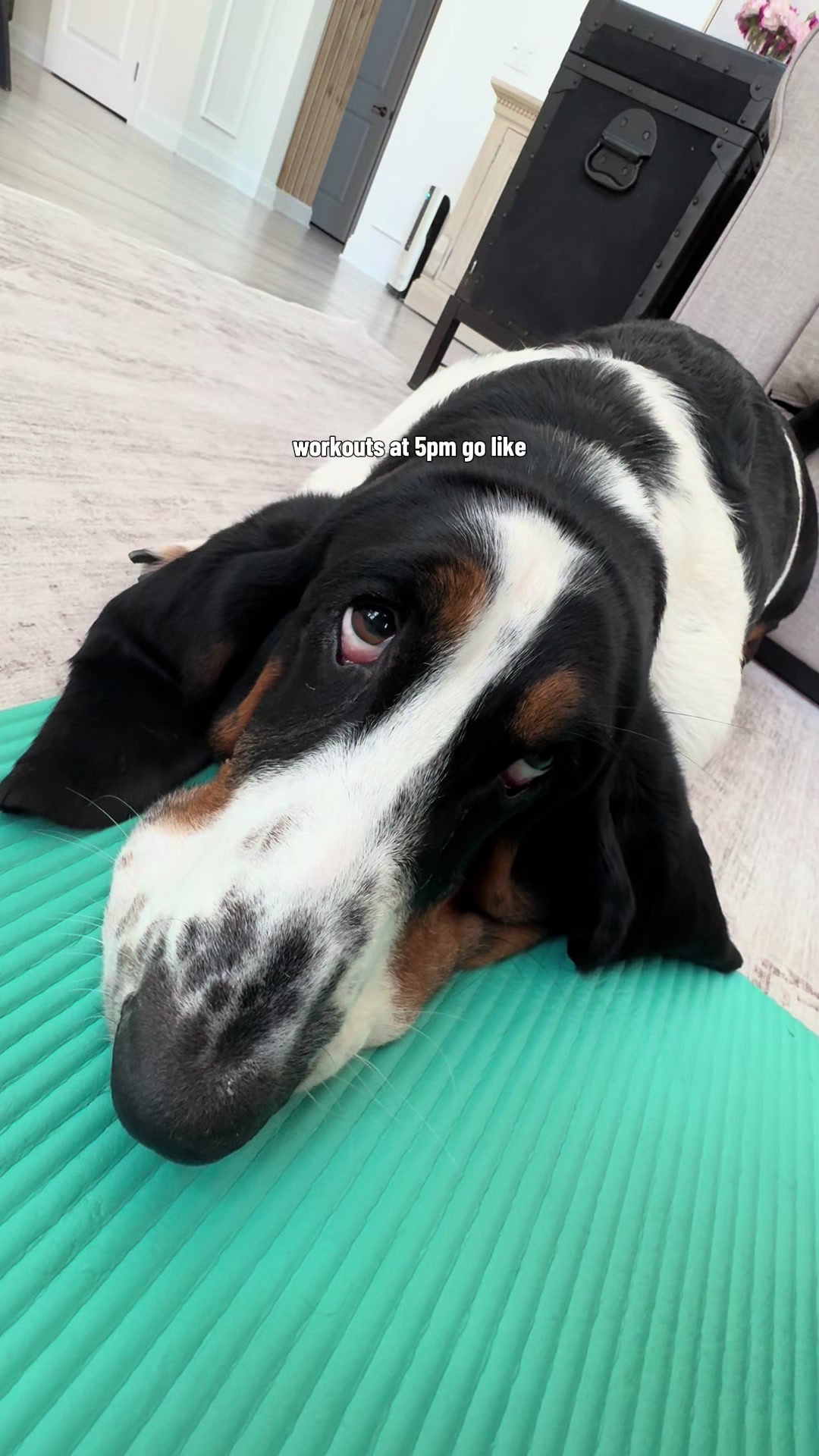 @🐾BillieBasset🐾