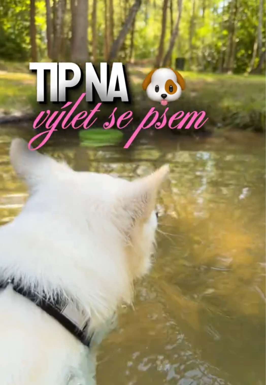 @Martina | Život se psem