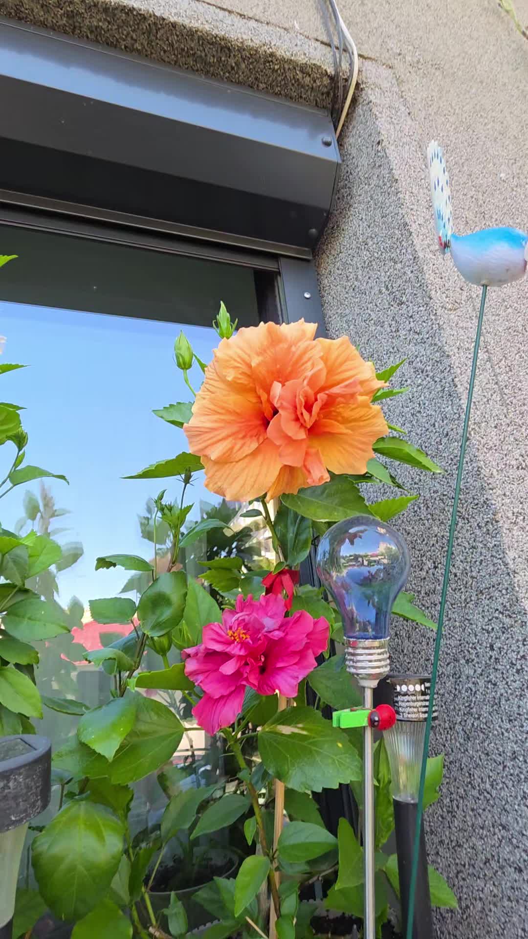 @🧚♀️🦋Camelia-Maria🦋🧚♀️