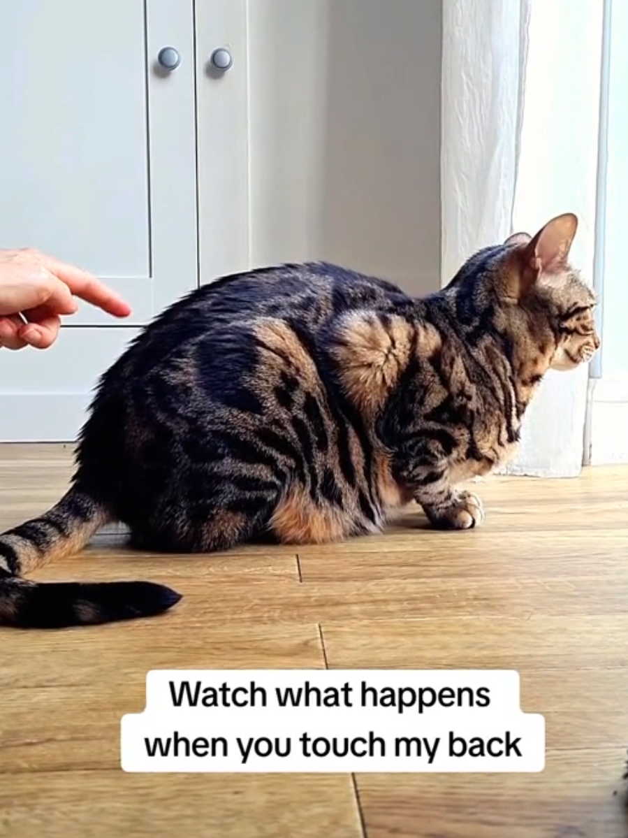 @Paris the Bengal cat