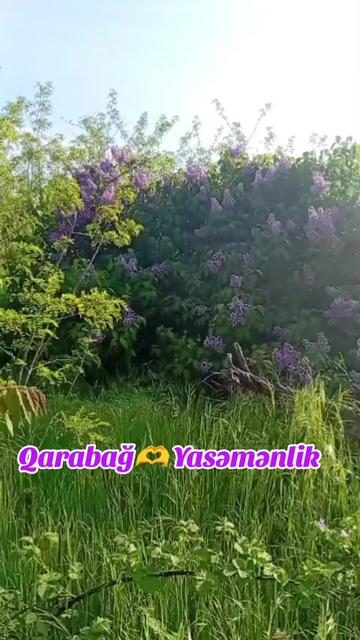@Yegane.Laçınlı