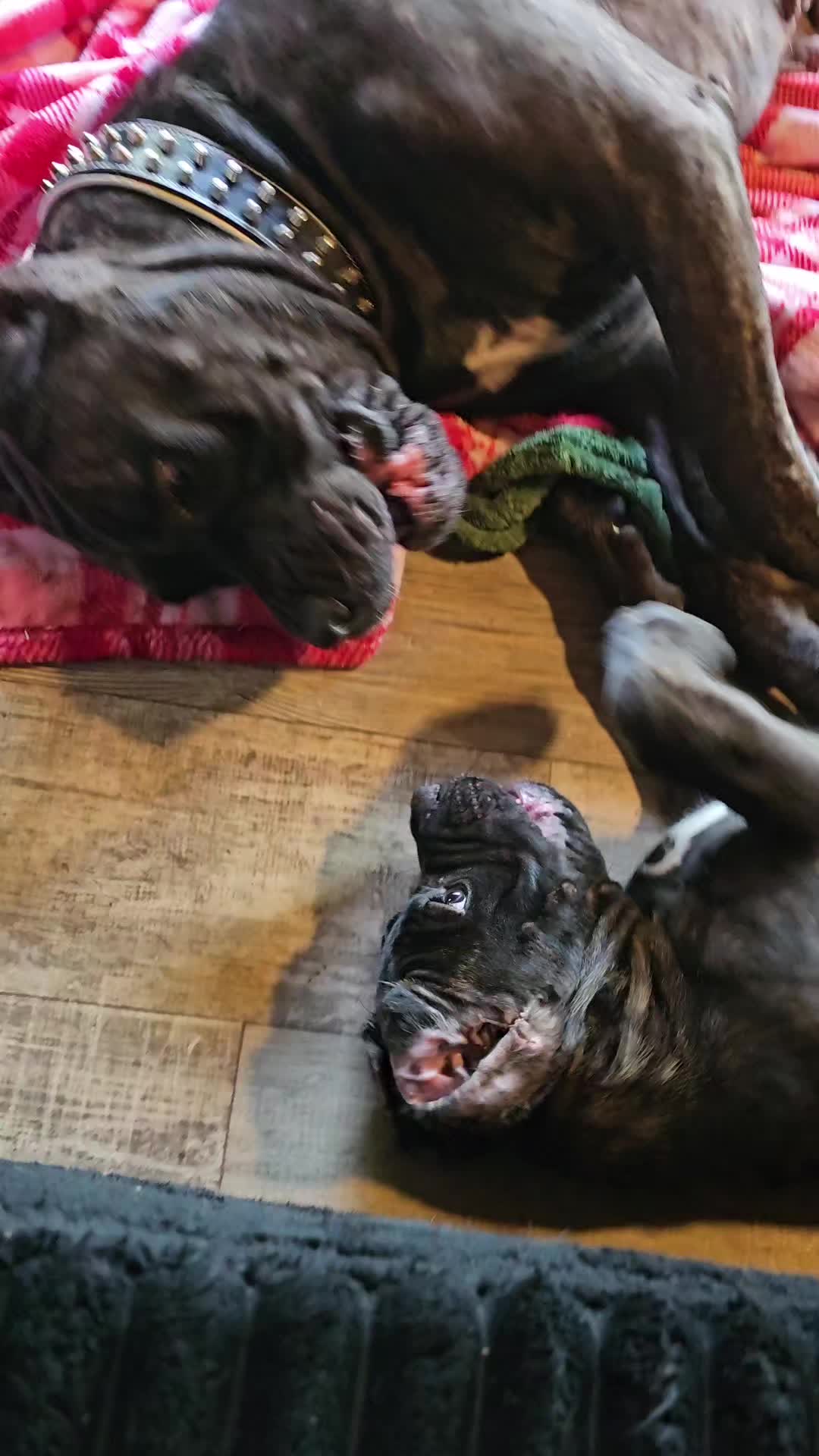 @SalmonCreekCaneCorso