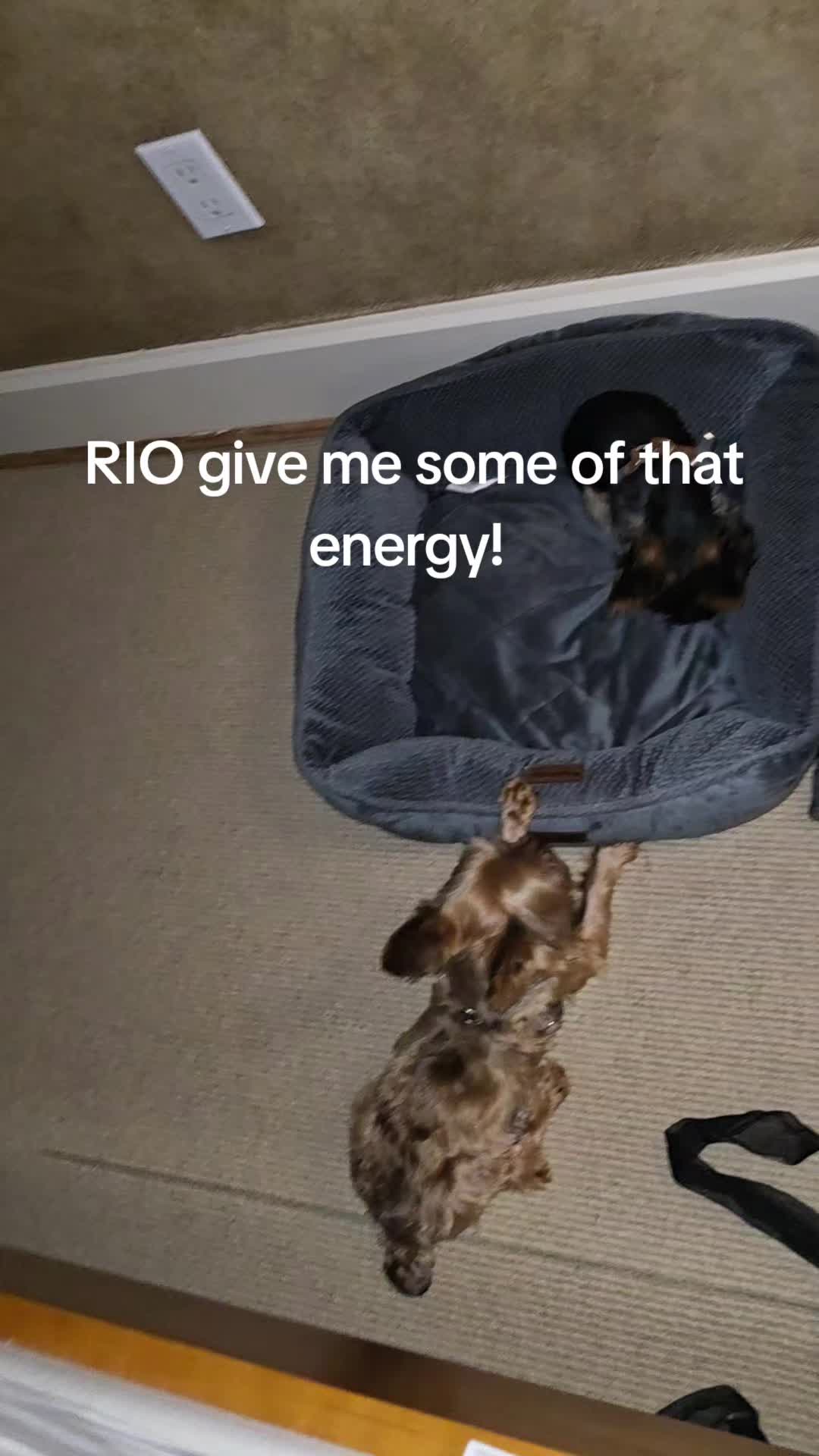 @SPI-RIO-cito